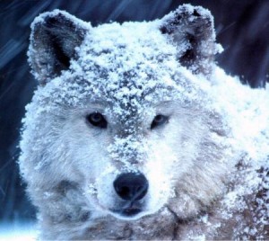 zasnezenej-vlk.jpg