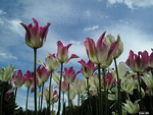 tulipPoz_150.jpg